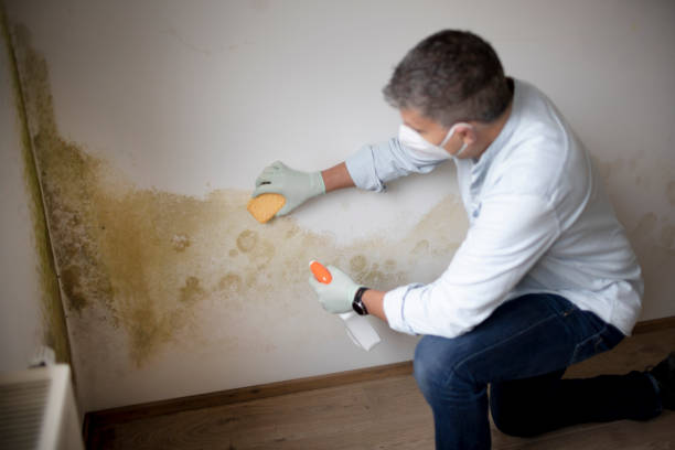 Biohazard Mold Removal in Wellsville, OH