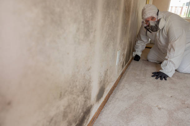 Mold Removal for HVAC Installations in Wellsville, OH